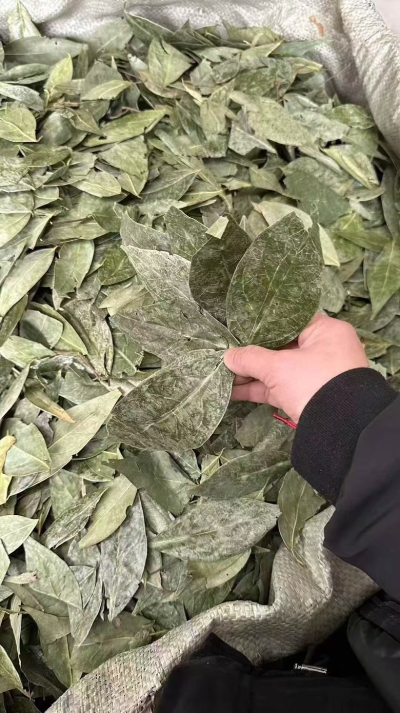 正宗国产香叶特绿精品大量供应全国发货