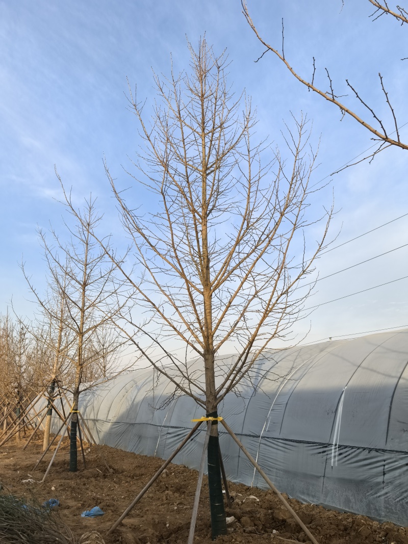 精品假植银杏树