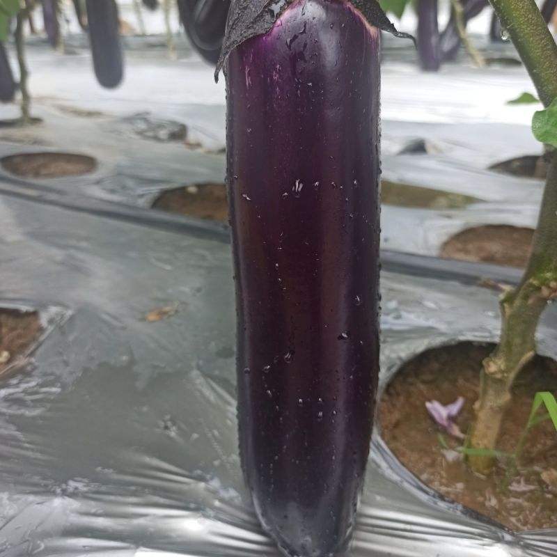 华紫6号紫红长茄种子头尾均匀中熟耐热耐寒抗病