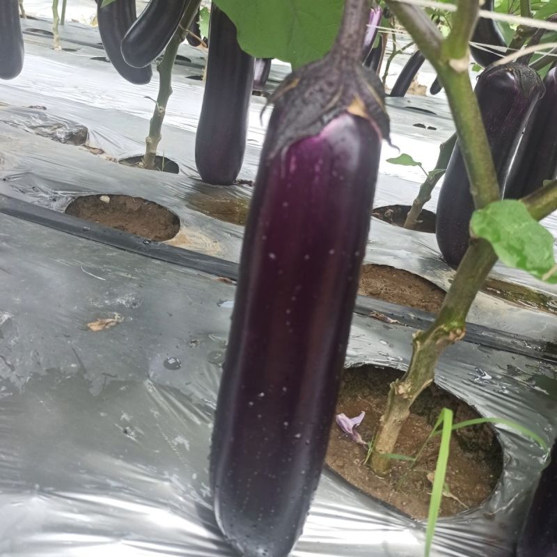 华紫6号紫红长茄种子头尾均匀中熟耐热耐寒抗病