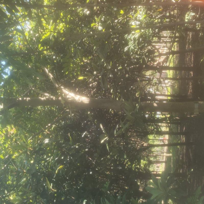 枇杷小苗