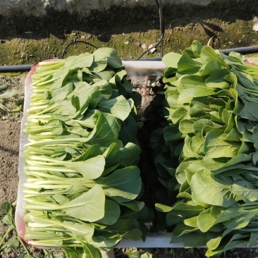 四九菜心