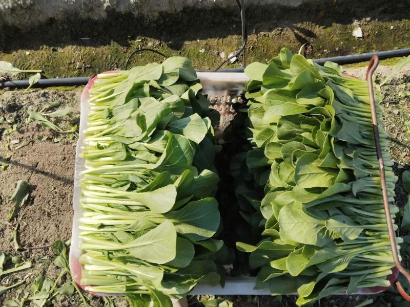 四九菜心