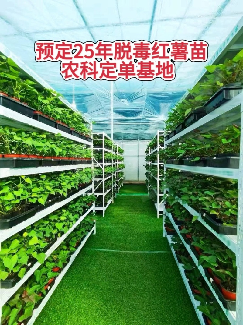 石家庄阿乐冷棚育苗基地。农科院采购试管苗。