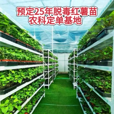 石家庄原种脱毒。红薯育苗公司。。。。。