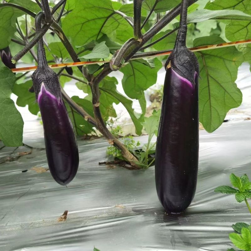 华紫8号茄子种子中熟瓜形美观头尾均匀不易褪色耐热耐