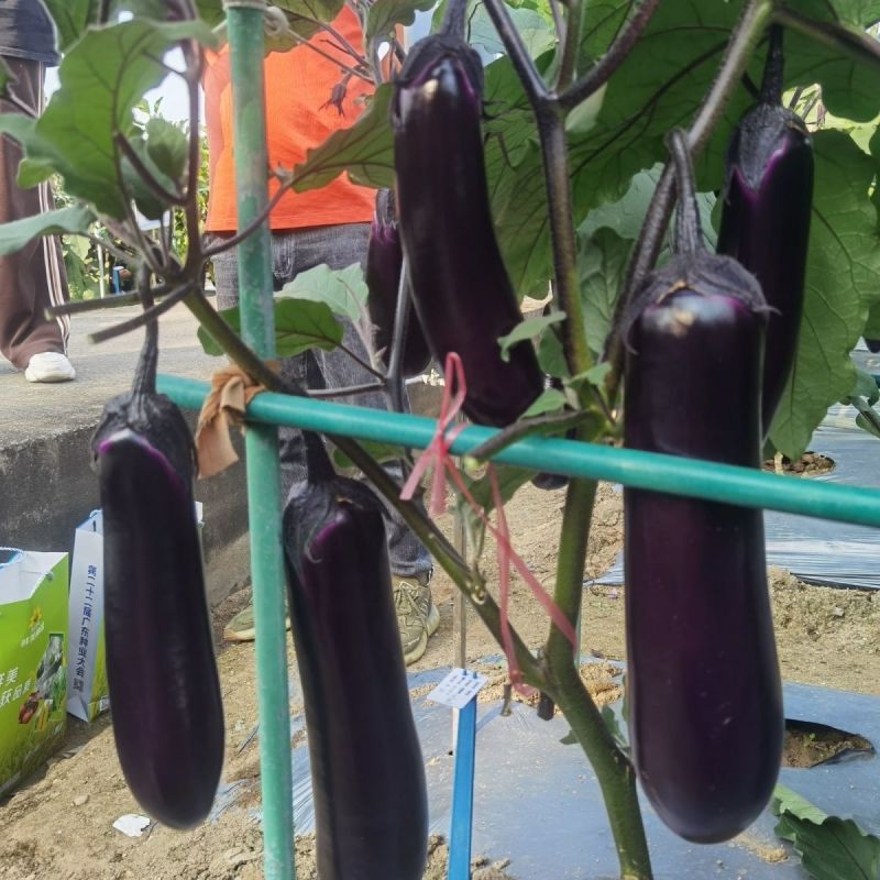 华紫8号茄子种子中熟瓜形美观头尾均匀不易褪色耐热耐