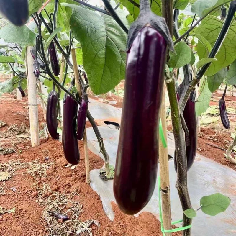 华紫8号茄子种子中熟瓜形美观头尾均匀不易褪色耐热耐