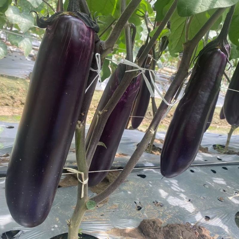 华紫8号茄子种子中熟瓜形美观头尾均匀不易褪色耐热耐