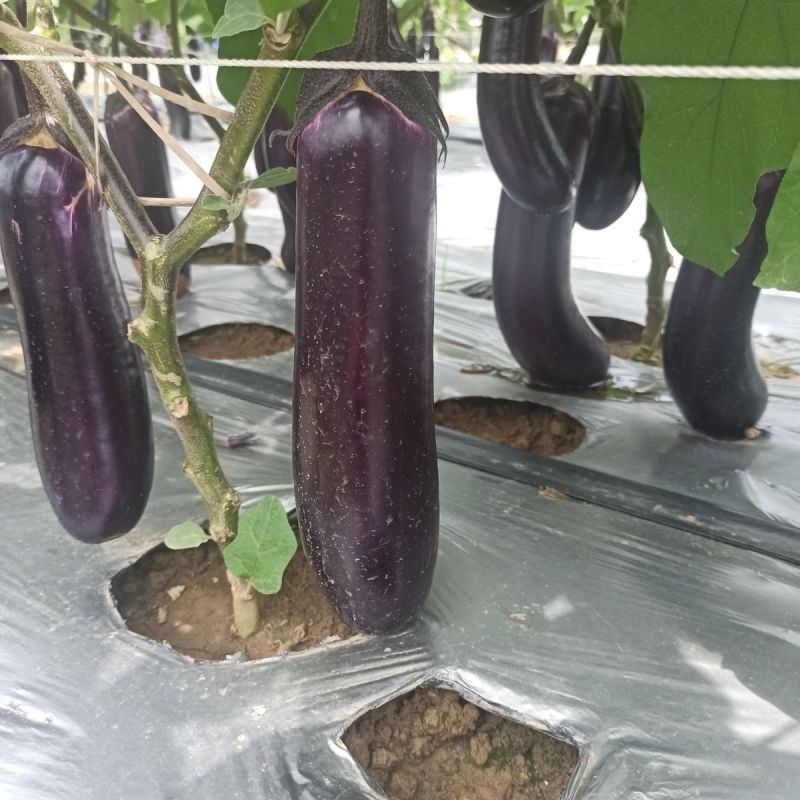 华紫8号茄子种子中熟瓜形美观头尾均匀不易褪色耐热耐