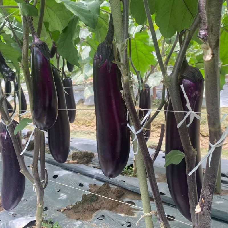 华紫8号茄子种子中熟瓜形美观头尾均匀不易褪色耐热耐