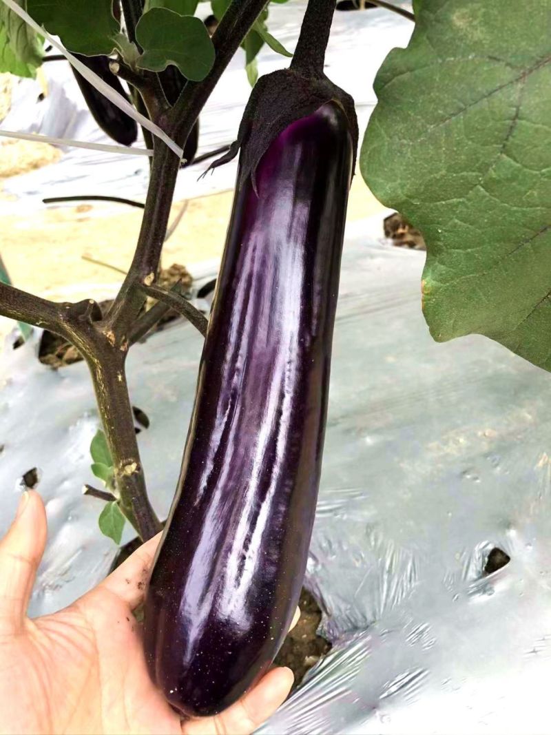 华紫8号茄子种子中熟瓜形美观头尾均匀不易褪色耐热耐