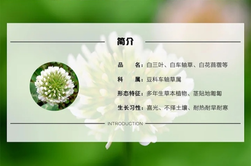 白三叶种子