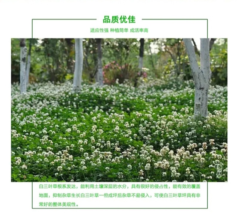 白三叶种子