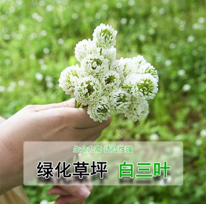 白三叶种子