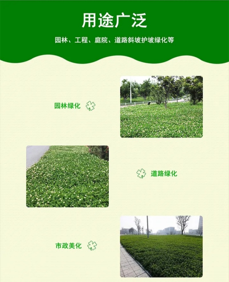 白三叶种子