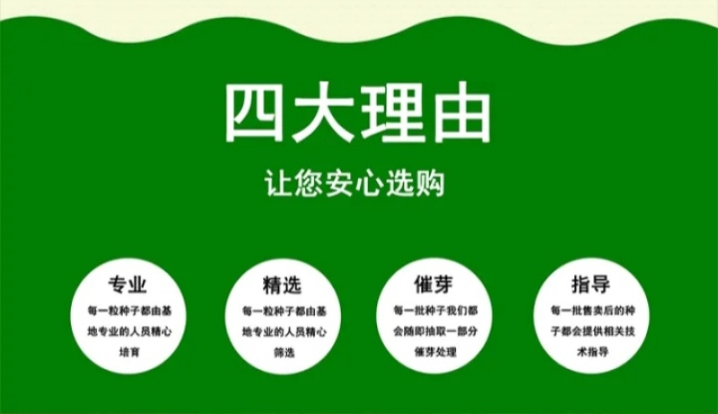 白三叶种子