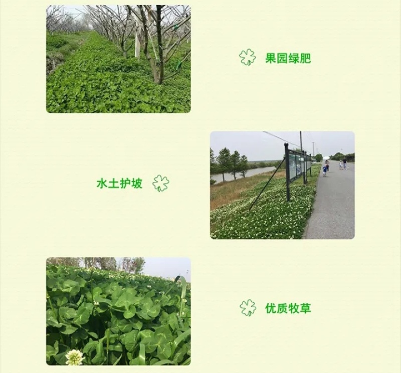 白三叶种子