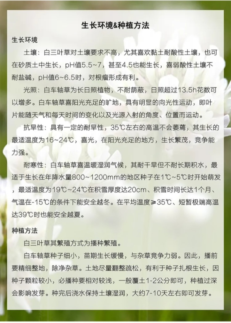 白三叶种子