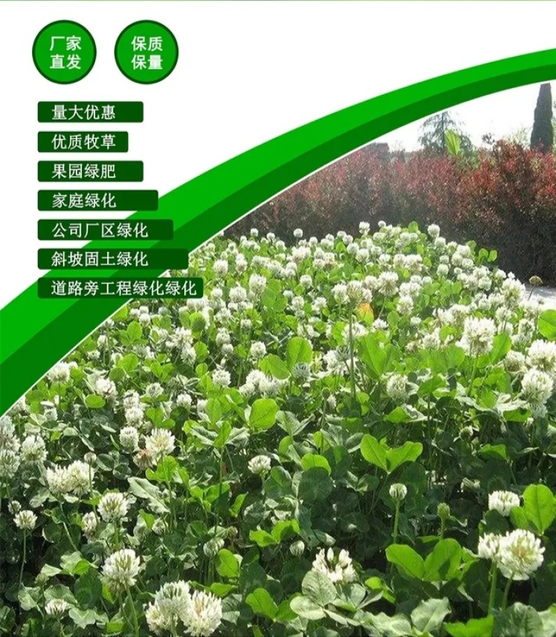 白三叶种子