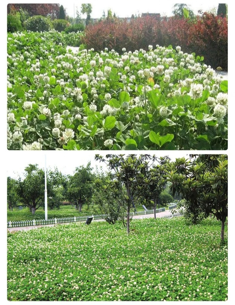 白三叶种子