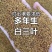 白三叶种子