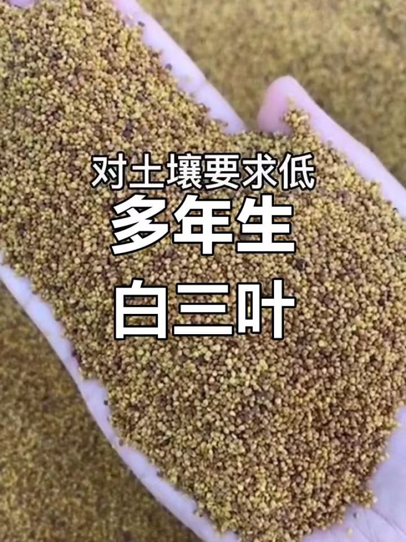 白三叶种子