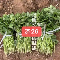 白哈蜜农科定单位试管扩繁苗，原原种种苗