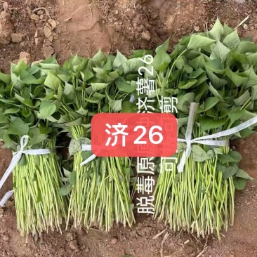 白哈蜜农科定单位试管扩繁苗，原原种种苗