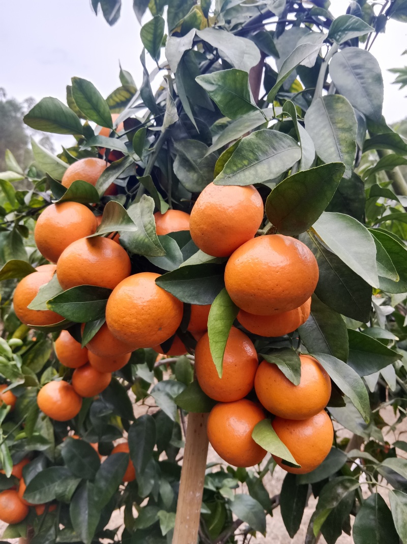 大量沃柑，靓货，电商货价格便宜，诚心接待