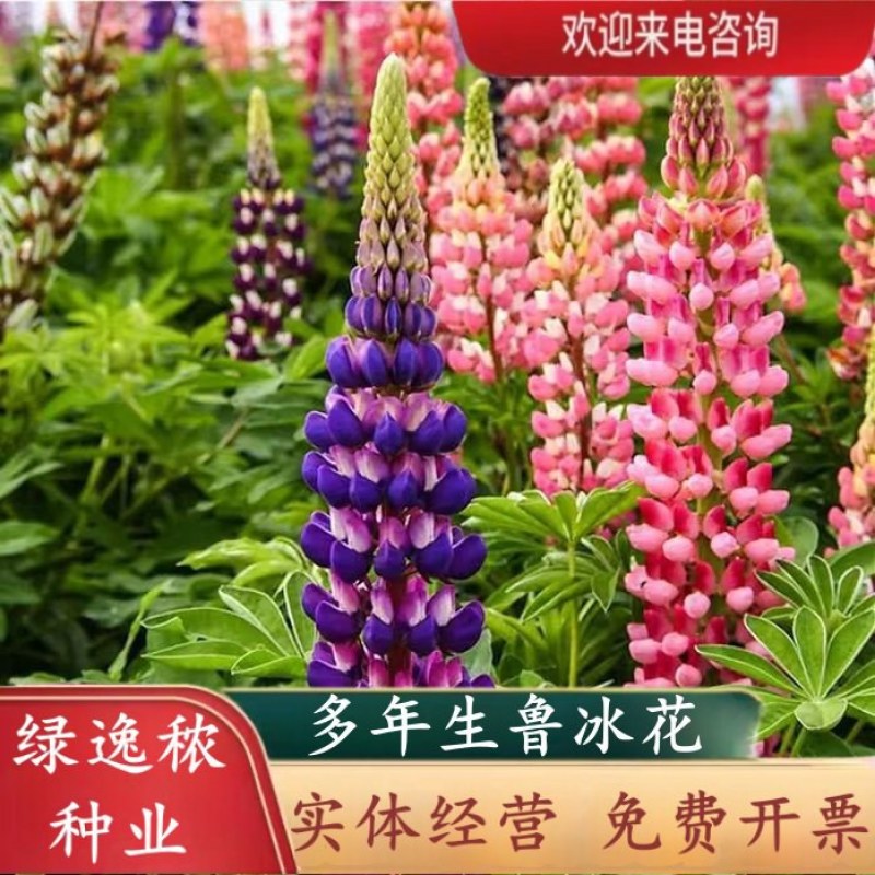 鲁冰花种子四季易活花籽羽扇豆种子多年生宿根花卉庭院室外