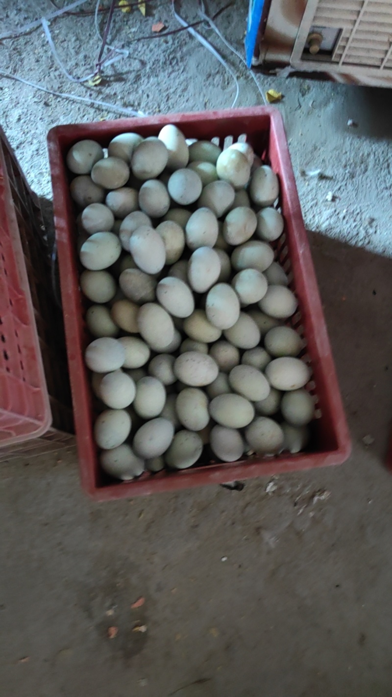 湖南郴州永兴，丝壳蛋批发，裂纹蛋批发，欢迎咨询