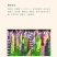 鲁冰花种子四季易活花籽羽扇豆种子多年生宿根花卉庭院室外
