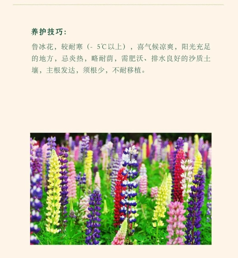 鲁冰花种子四季易活花籽羽扇豆种子多年生宿根花卉庭院室外