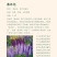 鲁冰花种子四季易活花籽羽扇豆种子多年生宿根花卉庭院室外
