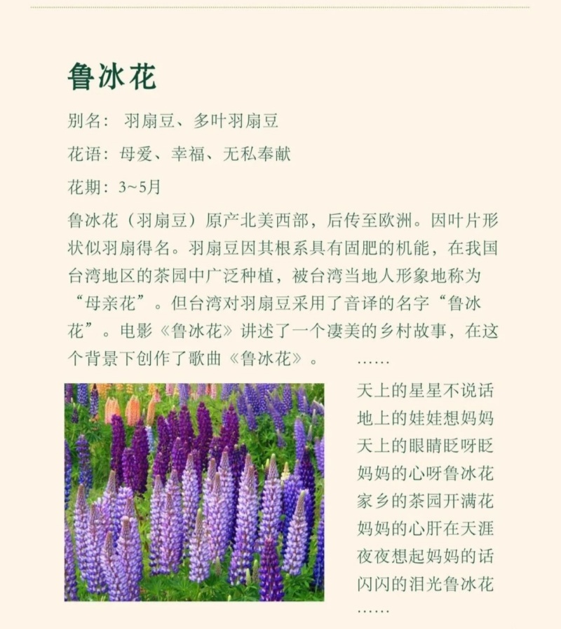 鲁冰花种子四季易活花籽羽扇豆种子多年生宿根花卉庭院室外