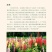 鲁冰花种子四季易活花籽羽扇豆种子多年生宿根花卉庭院室外