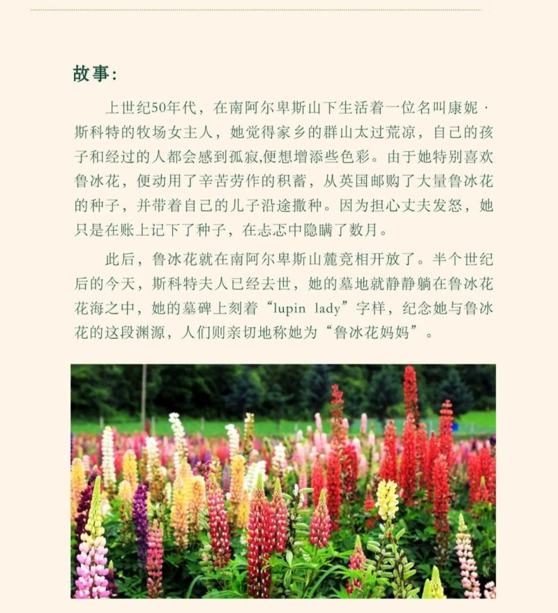 鲁冰花种子四季易活花籽羽扇豆种子多年生宿根花卉庭院室外
