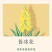 鲁冰花种子四季易活花籽羽扇豆种子多年生宿根花卉庭院室外