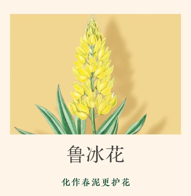 鲁冰花种子四季易活花籽羽扇豆种子多年生宿根花卉庭院室外