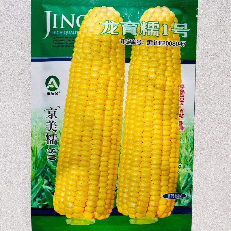 龙育糯1号黄甜糯玉米种子早熟高产香粘甜糯黄色玉米种籽