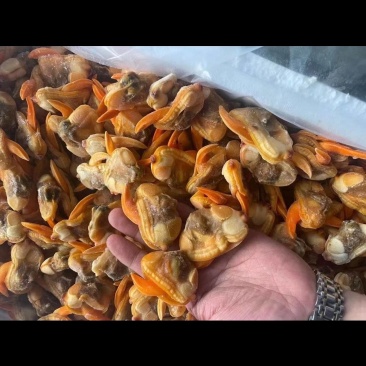 丹东特产大文贝肉文贝干鲜活速冻无沙个大肉肥可即食鲜香