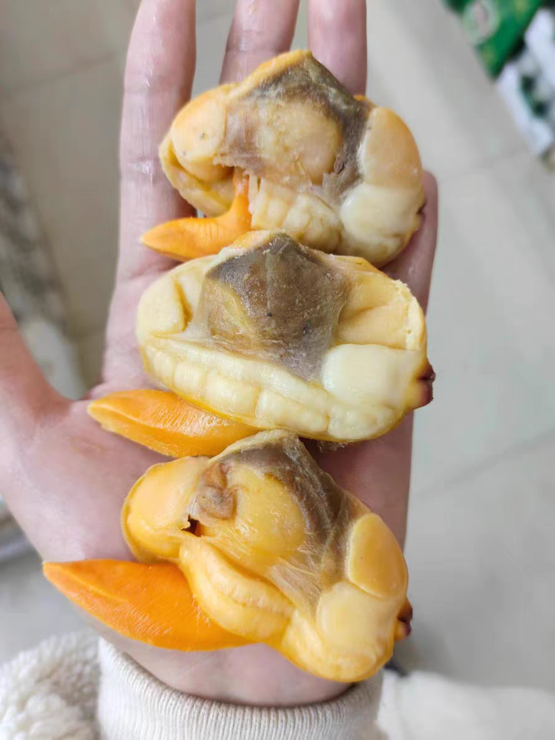 丹东特产大文贝肉文贝干鲜活速冻无沙个大肉肥可即食鲜香