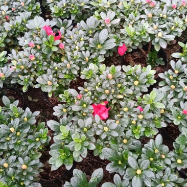 自家种的杜鹃花19