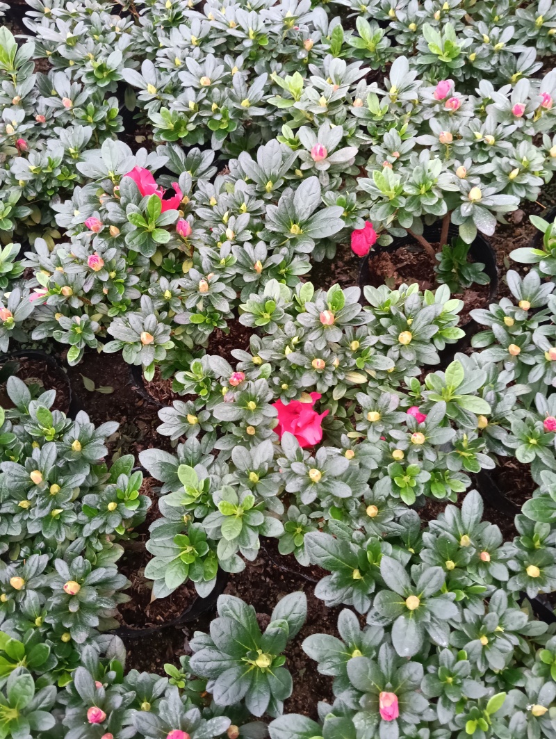 自家种的杜鹃花19
