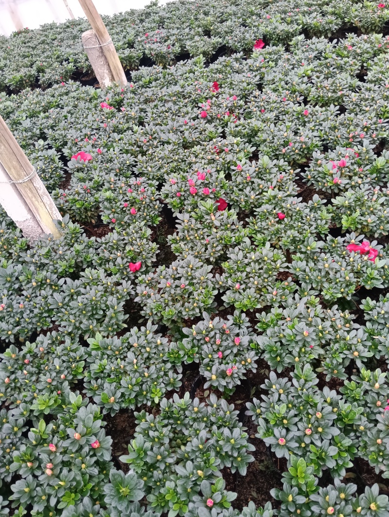 自家种的杜鹃花19