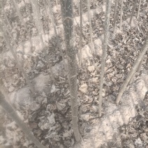 速生杨树苗107