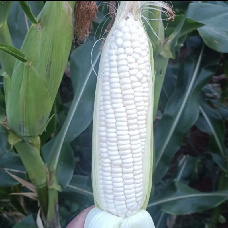 昕禾1号白糯甜玉米种子高产抗病大田种植优质白糯玉米种籽