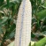 昕禾1号白糯甜玉米种子高产抗病大田种植优质白糯玉米种籽