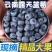 【超值蓝莓】京东新鲜蓝莓大果孕妇当季云南蓝莓新鲜一整箱批发